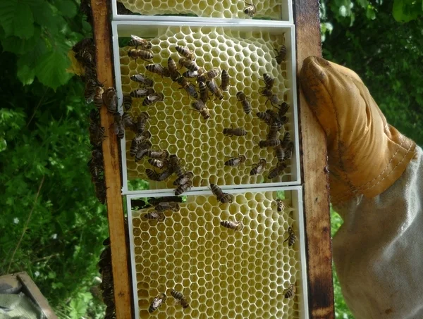 Рамка для сотового меда «Дадан» пластиковая 100х110х31 с боковыми пазами