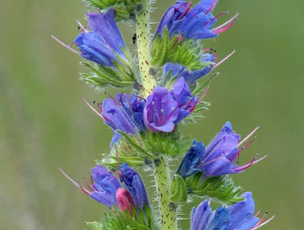 Синяк обыкновенный 1 кг