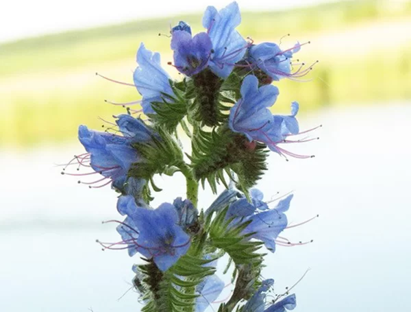 Синяк обыкновенный 50 кг