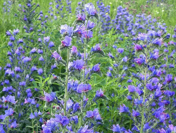 Синяк обыкновенный 100 кг