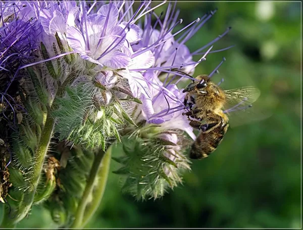 Фацелия пижмолистная 1 кг