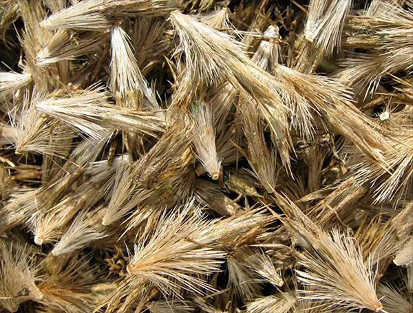 Мордовник шароголовый 1 кг