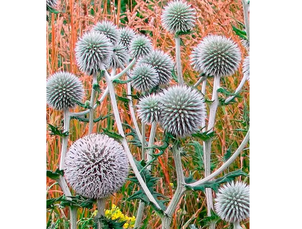 Мордовник шароголовый 0,5 кг