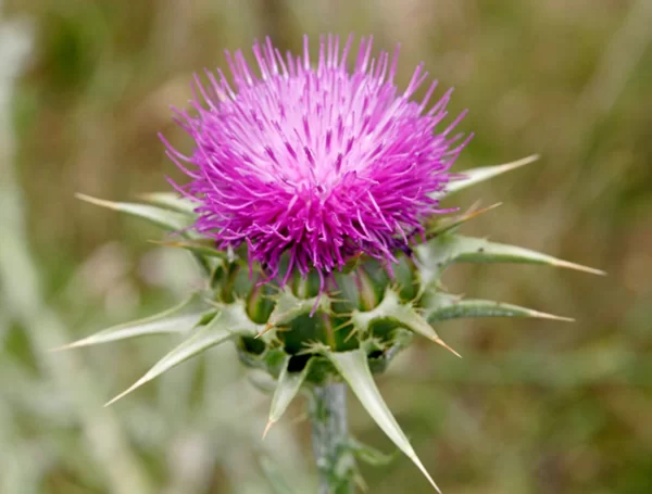 Расторопша пятнистая 1 кг