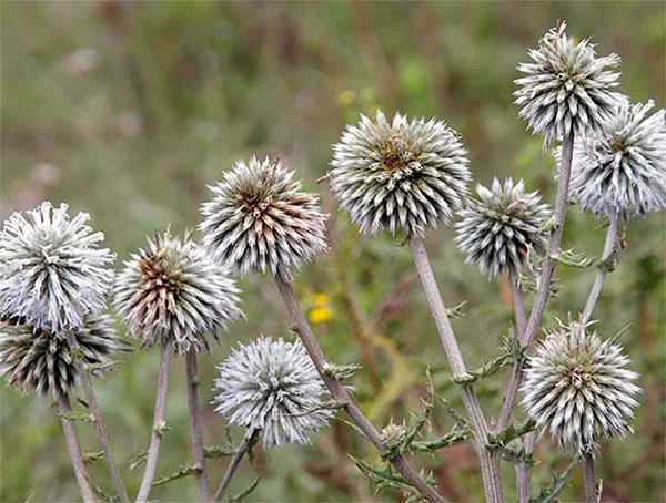 Мордовник шароголовый 5 кг