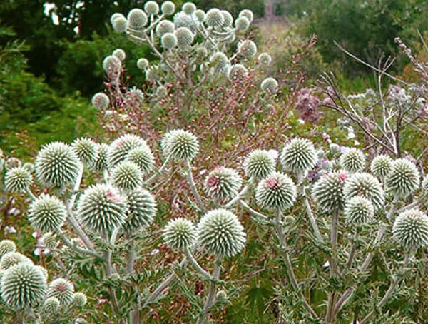 Мордовник шароголовый 10 кг