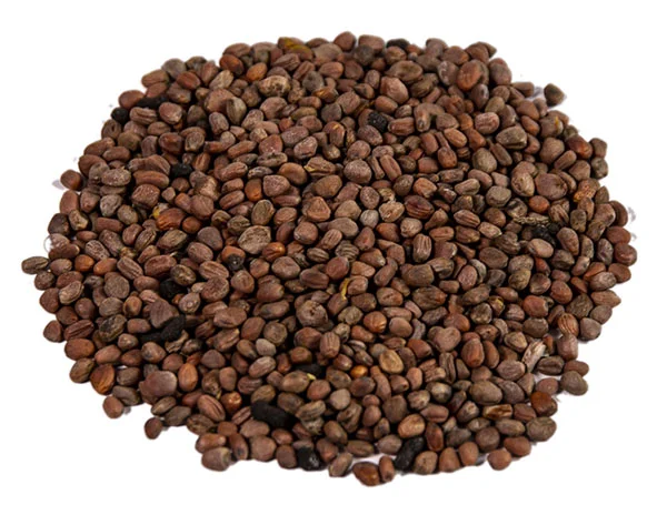 Редька масленичная (аналог горчицы белой) 1 кг