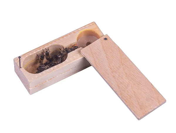 Пчеломатка Серая горная кавказская F1 2025 года ООО "Передовая пасека"