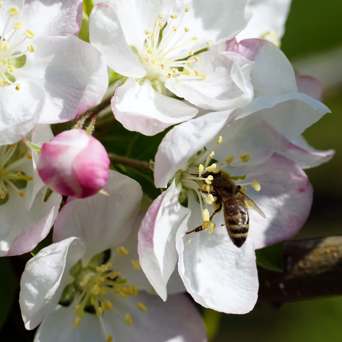 График работы в майские праздники и выдача пчелопакетов