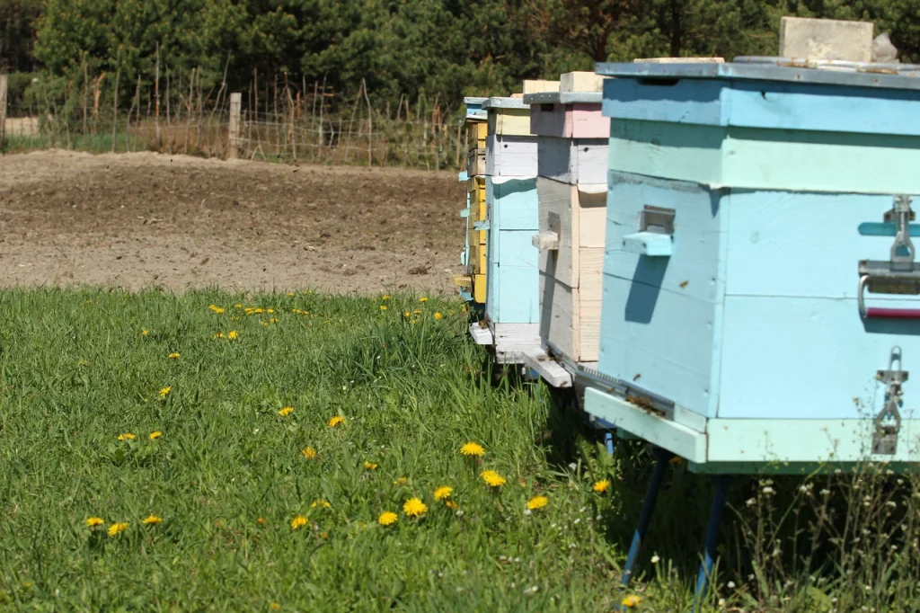 Пчеловодство для начинающих