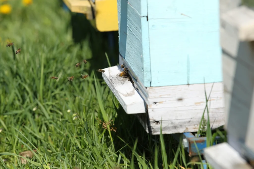 Пчеловодство для начинающих