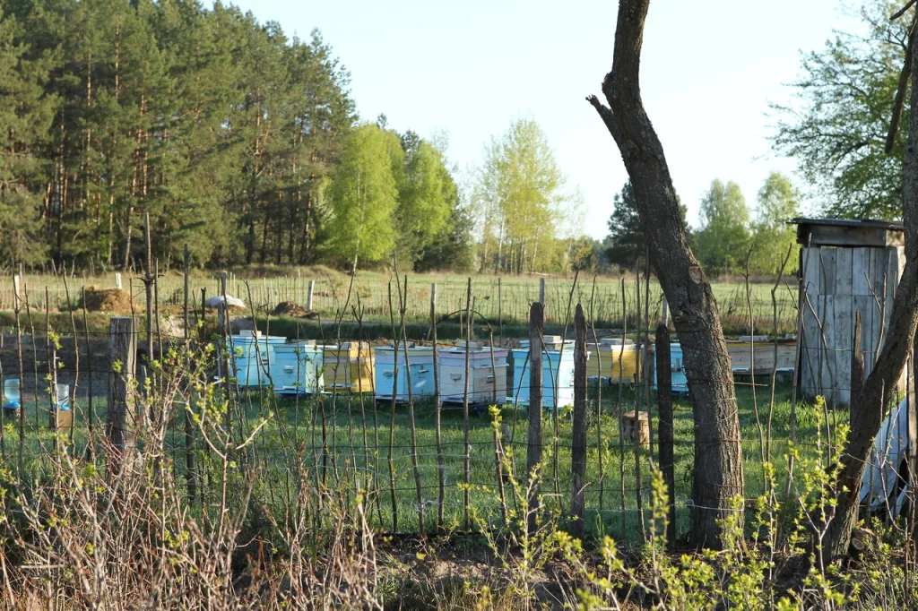 Пчеловодство для начинающих